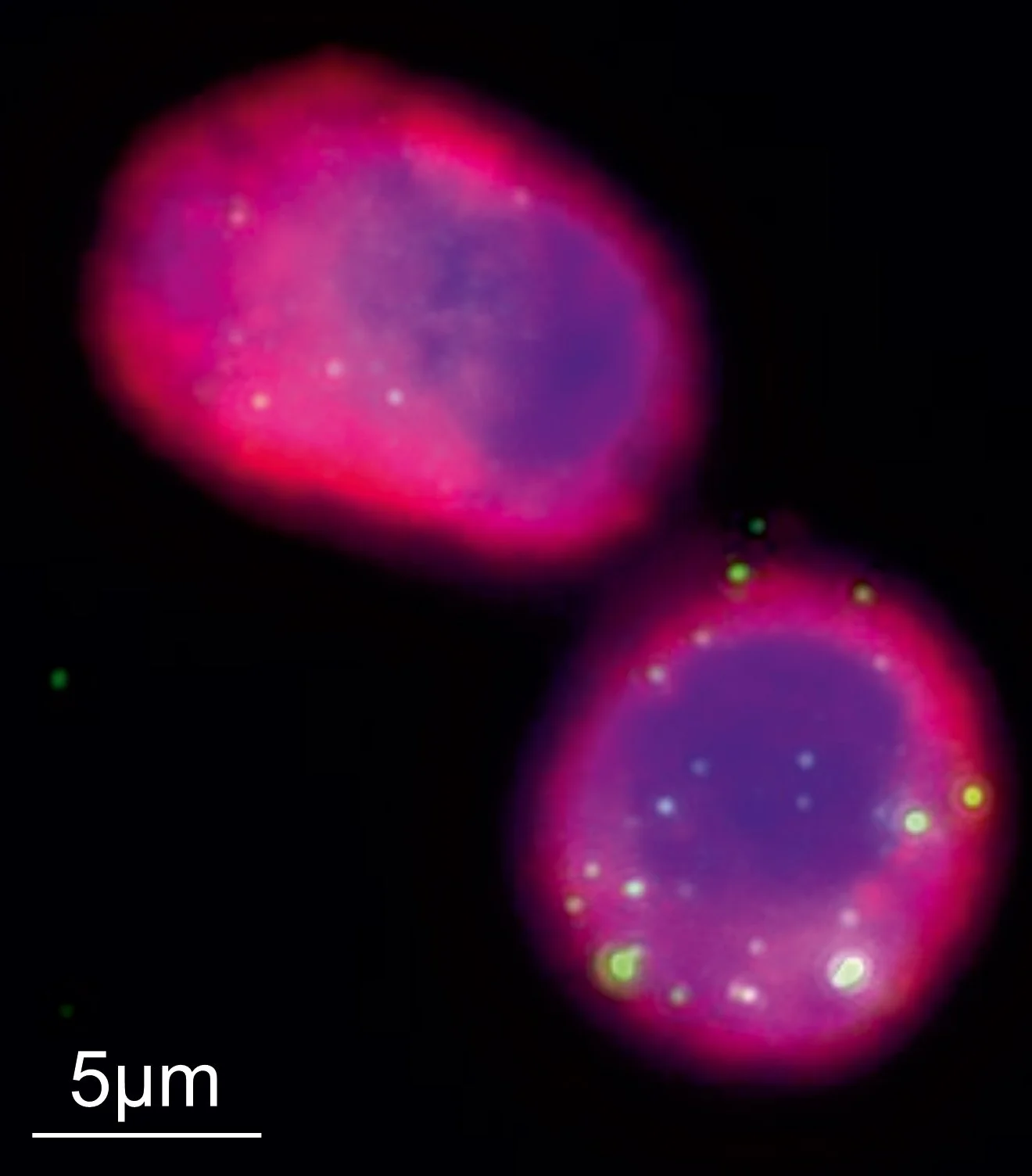 Phages (green) are shown engulfed by alveolar macrophages (cytoskeleton in pink and nucleus in blue).