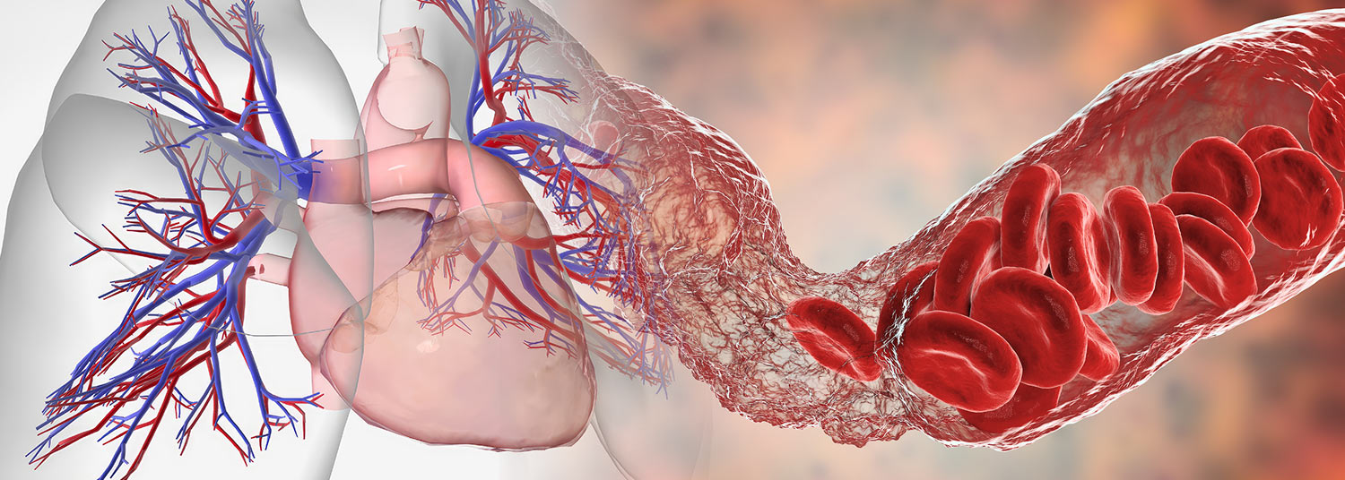 An image of the heart and blood vessels
