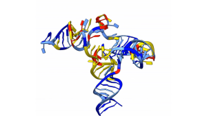 An image of RNA