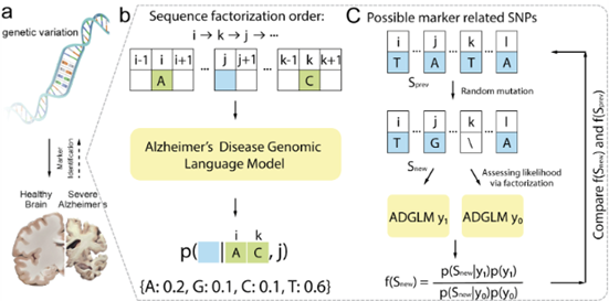 Flowchart for building a large genomic language model for Alzheimer's disease.