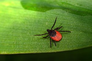 an image of a deer tick