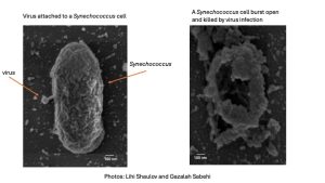 A picture of a synechococcus virus cell on the left and the cell killed by a virus on the right