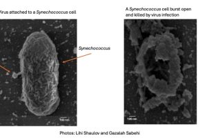 A picture of a synechococcus virus cell on the left and the cell killed by a virus on the right