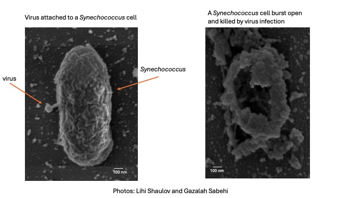A picture of a synechococcus virus cell on the left and the cell killed by a virus on the right